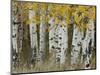 Aspen Trees in Autumn, Grand Teton National Park, Wyoming, USA-Rolf Nussbaumer-Mounted Premium Photographic Print