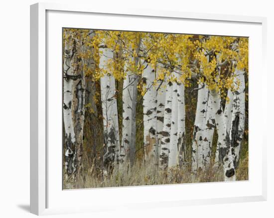 Aspen Trees in Autumn, Grand Teton National Park, Wyoming, USA-Rolf Nussbaumer-Framed Photographic Print