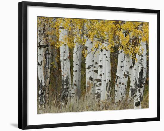 Aspen Trees in Autumn, Grand Teton National Park, Wyoming, USA-Rolf Nussbaumer-Framed Photographic Print