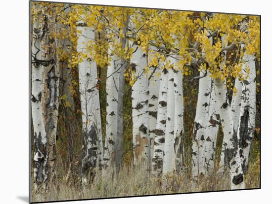 Aspen Trees in Autumn, Grand Teton National Park, Wyoming, USA-Rolf Nussbaumer-Mounted Photographic Print