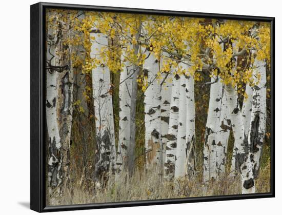 Aspen Trees in Autumn, Grand Teton National Park, Wyoming, USA-Rolf Nussbaumer-Framed Photographic Print