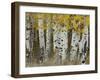 Aspen Trees in Autumn, Grand Teton National Park, Wyoming, USA-Rolf Nussbaumer-Framed Photographic Print