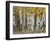 Aspen Trees in Autumn, Grand Teton National Park, Wyoming, USA-Rolf Nussbaumer-Framed Photographic Print