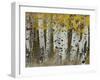 Aspen Trees in Autumn, Grand Teton National Park, Wyoming, USA-Rolf Nussbaumer-Framed Photographic Print