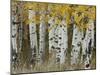 Aspen Trees in Autumn, Grand Teton National Park, Wyoming, USA-Rolf Nussbaumer-Mounted Photographic Print