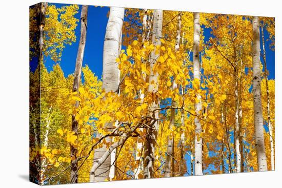 Aspen trees in autumn turning goldin Snowmass.-Mallorie Ostrowitz-Stretched Canvas