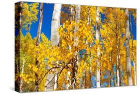 Aspen trees in autumn turning goldin Snowmass.-Mallorie Ostrowitz-Stretched Canvas