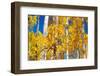 Aspen trees in autumn turning goldin Snowmass.-Mallorie Ostrowitz-Framed Photographic Print