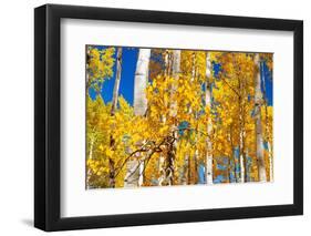 Aspen trees in autumn turning goldin Snowmass.-Mallorie Ostrowitz-Framed Photographic Print