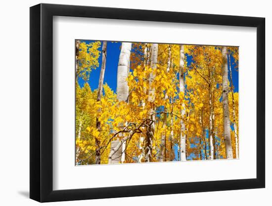 Aspen trees in autumn turning goldin Snowmass.-Mallorie Ostrowitz-Framed Photographic Print