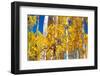 Aspen trees in autumn turning goldin Snowmass.-Mallorie Ostrowitz-Framed Photographic Print