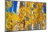 Aspen trees in autumn turning goldin Snowmass.-Mallorie Ostrowitz-Mounted Photographic Print