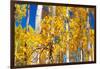 Aspen trees in autumn turning goldin Snowmass.-Mallorie Ostrowitz-Framed Photographic Print