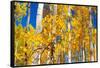 Aspen trees in autumn turning goldin Snowmass.-Mallorie Ostrowitz-Framed Stretched Canvas