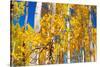 Aspen trees in autumn turning goldin Snowmass.-Mallorie Ostrowitz-Stretched Canvas