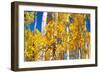 Aspen trees in autumn turning goldin Snowmass.-Mallorie Ostrowitz-Framed Photographic Print