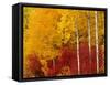 Aspen Trees in Autumn, Wenatchee National Forest, Washington, USA-Jamie & Judy Wild-Framed Stretched Canvas