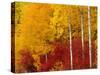 Aspen Trees in Autumn, Wenatchee National Forest, Washington, USA-Jamie & Judy Wild-Stretched Canvas