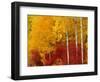 Aspen Trees in Autumn, Wenatchee National Forest, Washington, USA-Jamie & Judy Wild-Framed Photographic Print