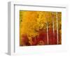 Aspen Trees in Autumn, Wenatchee National Forest, Washington, USA-Jamie & Judy Wild-Framed Photographic Print