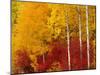 Aspen Trees in Autumn, Wenatchee National Forest, Washington, USA-Jamie & Judy Wild-Mounted Photographic Print