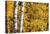 Aspen trees in autumn-Mallorie Ostrowitz-Stretched Canvas