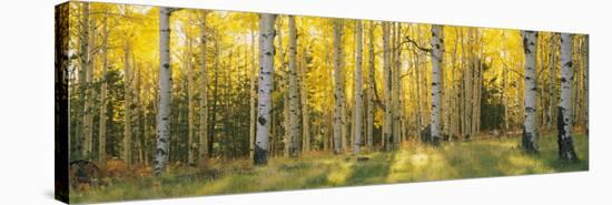 Aspen Trees in Coconino National Forest, Arizona, USA-null-Stretched Canvas