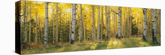 Aspen Trees in Coconino National Forest, Arizona, USA-null-Stretched Canvas