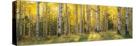 Aspen Trees in Coconino National Forest, Arizona, USA-null-Stretched Canvas