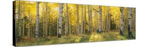 Aspen Trees in Coconino National Forest, Arizona, USA-null-Stretched Canvas