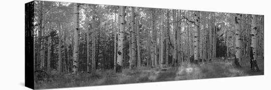 Aspen Trees in Coconino National Forest, Arizona, USA-null-Stretched Canvas