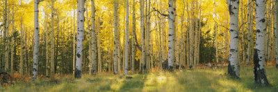 https://imgc.allpostersimages.com/img/posters/aspen-trees-in-coconino-national-forest-arizona-usa_u-L-PZT4AJ0.jpg?artPerspective=n