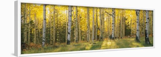 Aspen Trees in Coconino National Forest, Arizona, USA-null-Framed Photographic Print