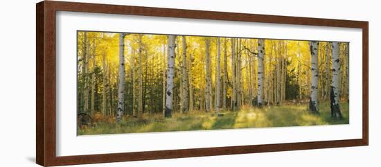 Aspen Trees in Coconino National Forest, Arizona, USA-null-Framed Photographic Print