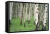 Aspen Trees in Colorado, USA-Jerry Ginsberg-Framed Stretched Canvas