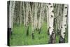 Aspen Trees in Colorado, USA-Jerry Ginsberg-Stretched Canvas