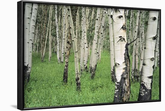 Aspen Trees in Colorado, USA-Jerry Ginsberg-Framed Photographic Print