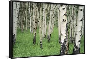 Aspen Trees in Colorado, USA-Jerry Ginsberg-Framed Photographic Print