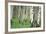 Aspen Trees in Colorado, USA-Jerry Ginsberg-Framed Photographic Print