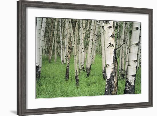 Aspen Trees in Colorado, USA-Jerry Ginsberg-Framed Photographic Print