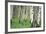 Aspen Trees in Colorado, USA-Jerry Ginsberg-Framed Photographic Print