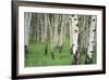 Aspen Trees in Colorado, USA-Jerry Ginsberg-Framed Photographic Print
