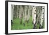 Aspen Trees in Colorado, USA-Jerry Ginsberg-Framed Photographic Print