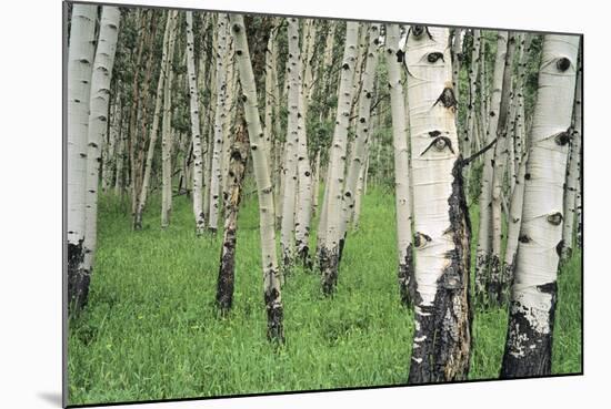 Aspen Trees in Colorado, USA-Jerry Ginsberg-Mounted Photographic Print