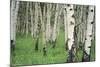 Aspen Trees in Colorado, USA-Jerry Ginsberg-Mounted Photographic Print