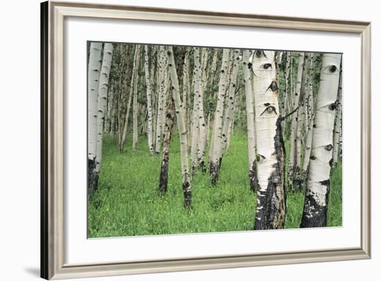 Aspen Trees in Colorado, USA-Jerry Ginsberg-Framed Photographic Print