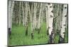 Aspen Trees in Colorado, USA-Jerry Ginsberg-Mounted Photographic Print