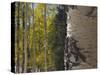 Aspen Trees in Fall, Uncompahgre National Forest, Colorado, USA-Rolf Nussbaumer-Stretched Canvas