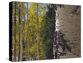 Aspen Trees in Fall, Uncompahgre National Forest, Colorado, USA-Rolf Nussbaumer-Stretched Canvas