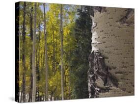 Aspen Trees in Fall, Uncompahgre National Forest, Colorado, USA-Rolf Nussbaumer-Stretched Canvas